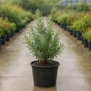 French Lavender